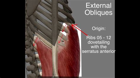 External Obliques Origin And Insertion Youtube