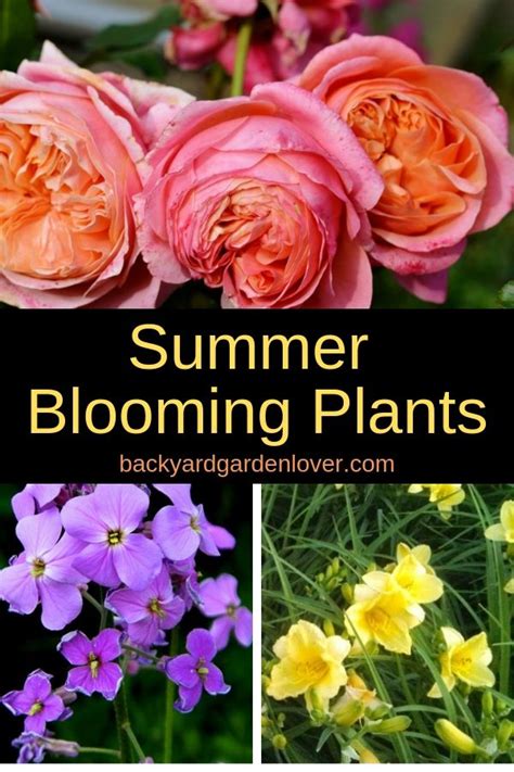 5 Summer Blooming Plants Every Garden Must Have Blooming Plants