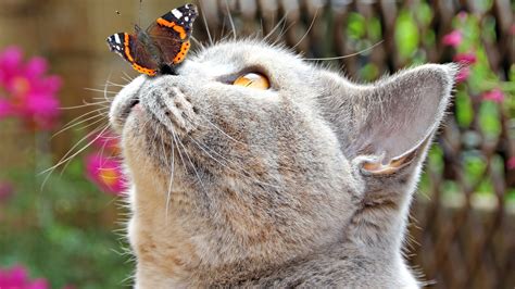 Cat With Butterfly On Nose Backiee