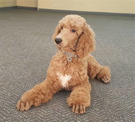 Information about standard poodle ungroomed. Sunflower: Female Silver Beige Standard Poodle - Man's ...