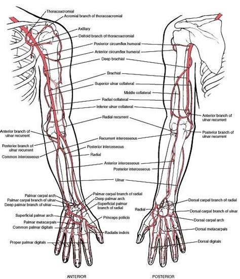 Arteries Diagram Upper Body Vascular Anatomy Of The Upper Limbs