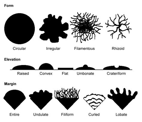 Colony Morphology Of Bacteria Microbe Online