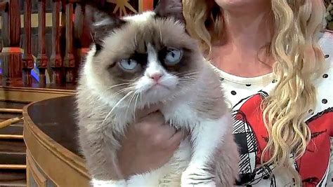 Grumpy Cat At Disneyland Meet And Greet And Interview For