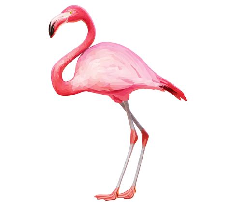Flamingos Clipart Background Png Png Play