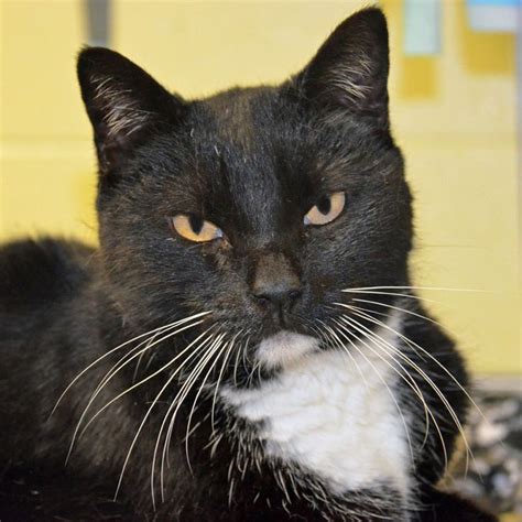 Sylvie Is A Young Female Tuxedo Domestic Short Hair Who Is Just