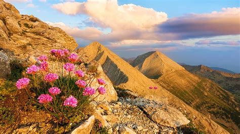 Pirin Mountains In Bulgaria Landscape Sky Flowers Rocks Clouds Hd