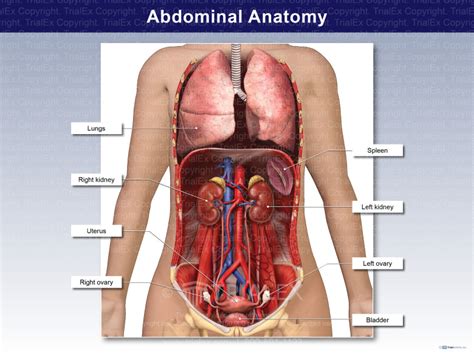 Female Abdominal Anatomy TrialExhibits Inc