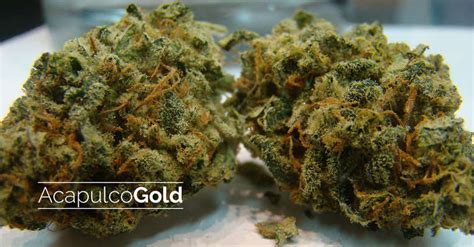 What date and time it is now Acapulco Gold Strain Information | Cannafo | Marijuana ...