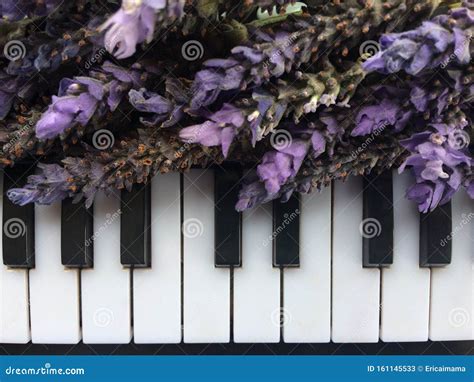 A Bouquets Of Purple Lavender On Piano Keyboard Stock Image Image Of