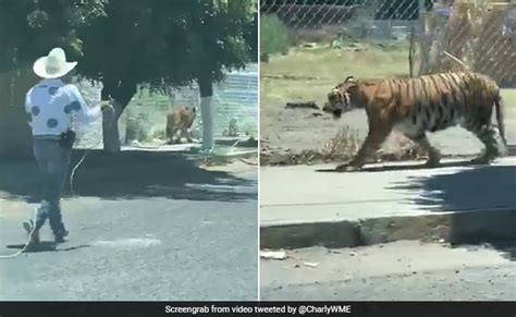 Mexico Men Run After Escaped Tiger Throw Lasso To Capture See Viral