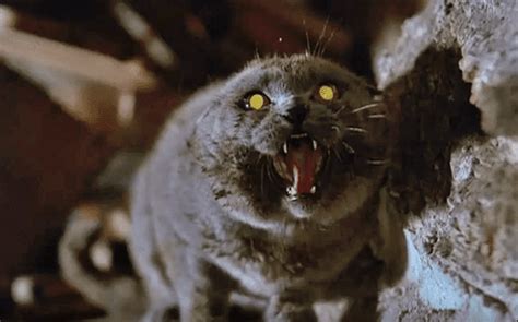 9 Exceedingly Creepy Cat Movies