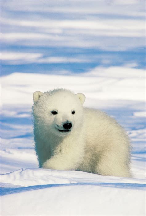 Cutest Polar Bears 2020 かわいい動物の写真 シロクマ 赤ちゃん ホッキョクグマ