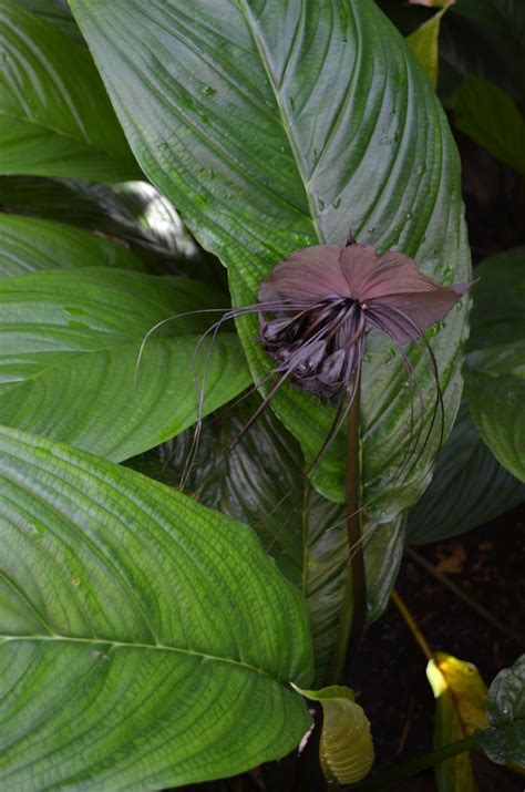 Check spelling or type a new query. Tacca chantrieri Black Bat plant - Brian's Botanicals
