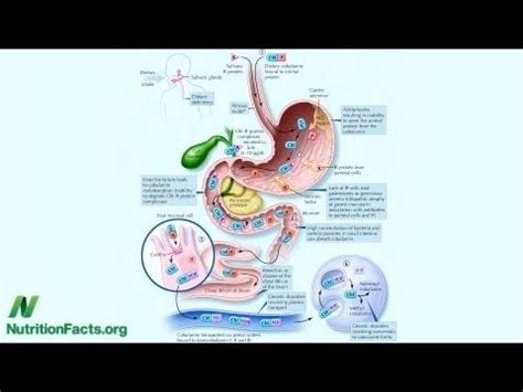 This means that some have special considerations on how to take them and whether or not people can the body does not store vitamin c, so people should take it on a daily basis, ideally in small doses. Learn how much B12 should vegans take, dosages for ...