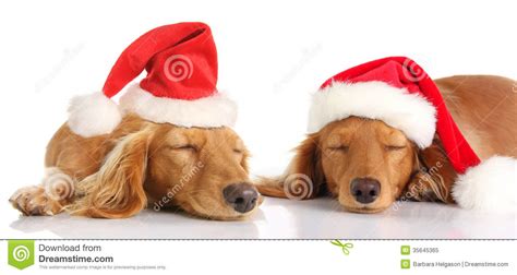 Sleepy Santa Christmas Dogs Stock Image Image Of Cute Sleeping 35645365