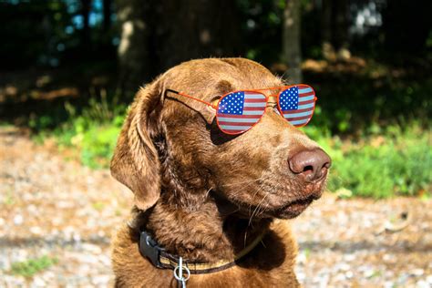 A collection of the top 9 patriotic birthday wallpapers and backgrounds available for download for free. 25 Pups Exercising Their Freedom To Be Ridiculously ...