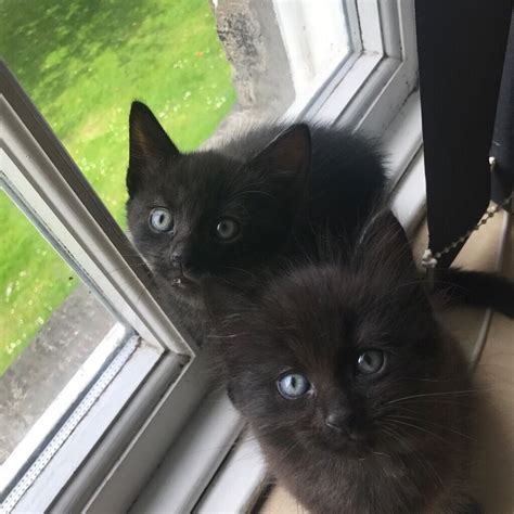 Beautiful Fluffy Black Part Ragdoll Kittens Updated In Musselburgh