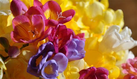 Freesia Guernsey Flowers Direct
