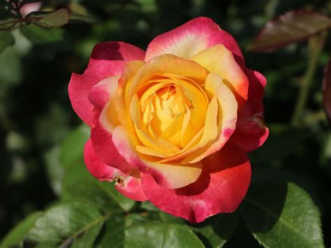 During 1991 by artificial pollination. Edelrose 'Pullmann Orient Express' ® - Beste Sorten ...