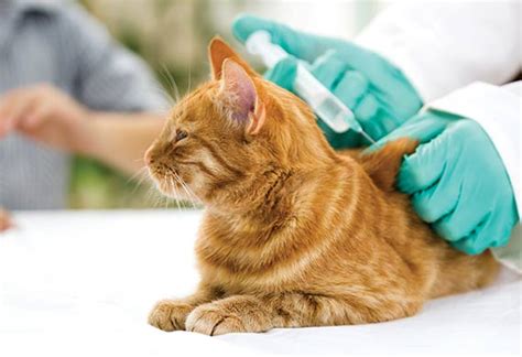 Potential kitten vaccinations your cat may receive. The Five Vaccines Your Cat Needs the Most | petMD