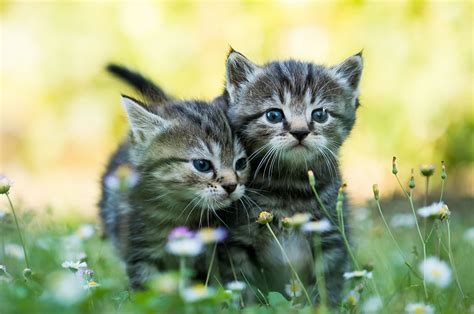 baby animals, Kittens, Cat Wallpapers HD / Desktop and Mobile Backgrounds