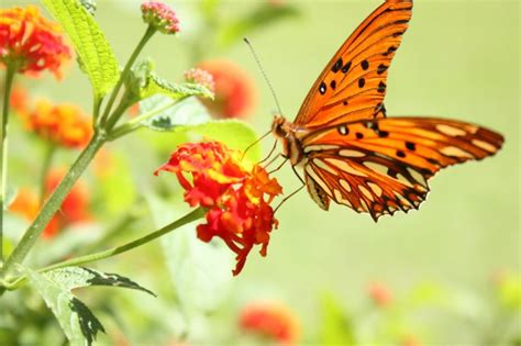 Beautiful Orange Butterfly Spring Hd Wallpaper