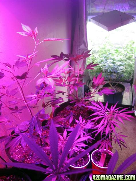 How to prevent spider mites. First time grower -- spider mites during flowering