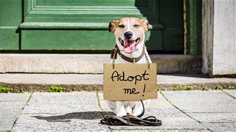 Dog Adoption Agencies In Colorado Bornmodernbaby