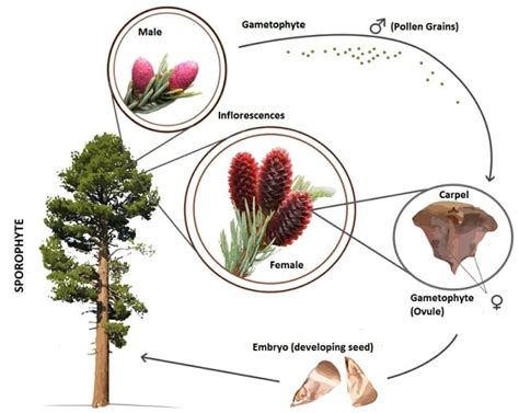 Gymnosperm Definition Examples And Life Cycle Biology Dictionary