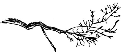 6 Tree Branch Drawing PNG Transparent OnlyGFX