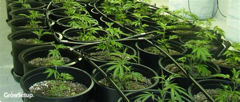 Hps grow lights are unique in their own way. Grow Setup - Experts in Grow Room Setup, Hydroponic ...