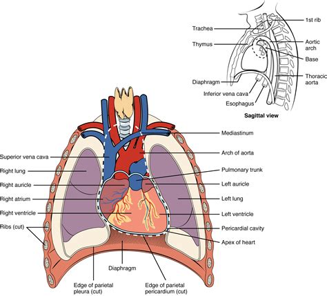 Heart Anatomy Size Location Coverings And Layers Anatomy And Physiology