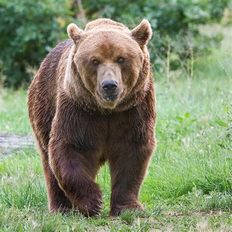 bear pictures brown bear bear