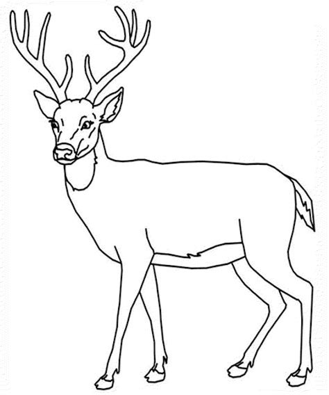 Baby Deer Coloring Page - Coloring Home