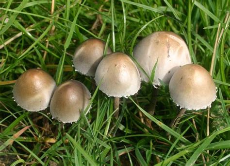 Psilocybin Mushroom Identification All Mushroom Info