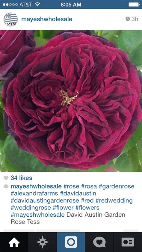 David Austin Garden Rose Tess Flower Names Red Wedding Rose Wedding