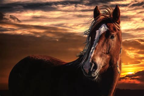 100 Hd Horse Backgrounds