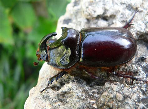 Rhinoceros Beetles One Of The Strongest Insects With Horned Heads
