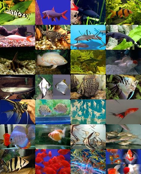 Gambar, jenis, cara memelihara, dan makanan; Irel Aquarium: JENIS-JENIS IKAN HIAS