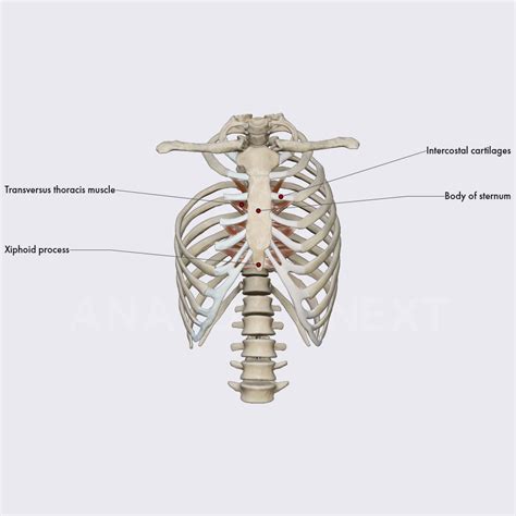 Transversus Thoracis Muscle Thoracic Wall Muscles Thorax Anatomy