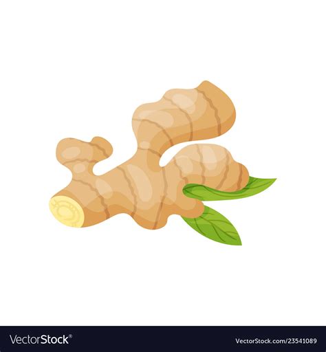 Raw Ginger Root With Two Green Leaves Fresh Vector Image