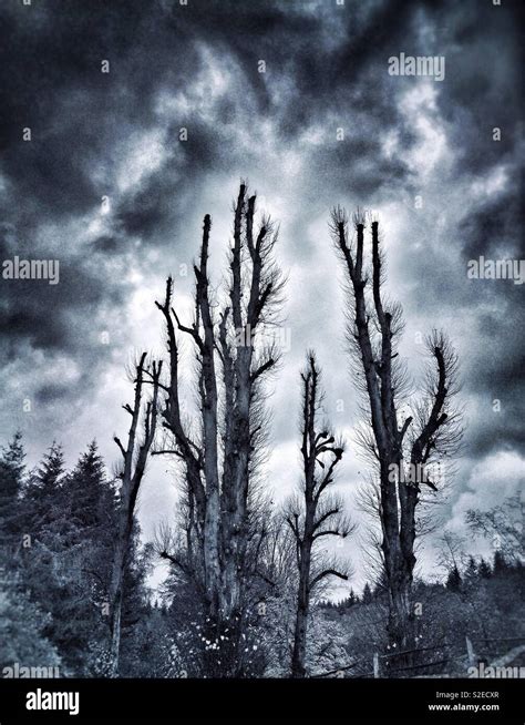 Trees Woods Stormy Sky High Resolution Stock Photography And Images Alamy