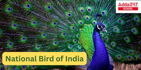 National Bird Of India Interesting Facts