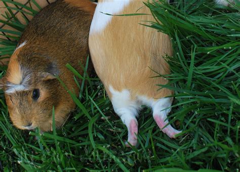 These guinea pigs are generally not ill as such and are often very hungry. Cali Cavy Collective: a blog about all things guinea pig ...
