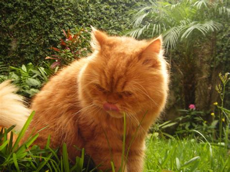 Zazu de la selva! | Cats, Animals, Random acts of kindness