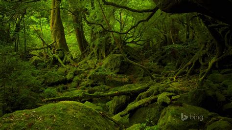 Lush Forest 2015 Bing Theme Wallpaper 1920x1080 Download