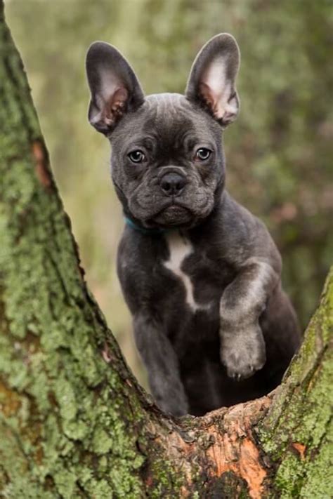Blue French Bulldog Breed Info: 5 Must Know Facts ...