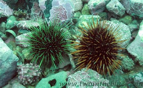 Sea Urchin Strongylocentrotus Droebachiensis Two In The Blue