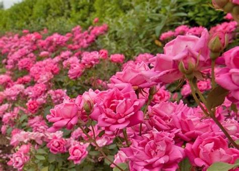 We did not find results for: Double Pink Knockout Rose For Sale Online | The Tree Center™