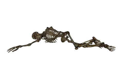 Human Skeleton Lying Down Skeleton Of Human Female Lying On Floor